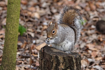 Ecureuil gris (Sciurus carolinensis)