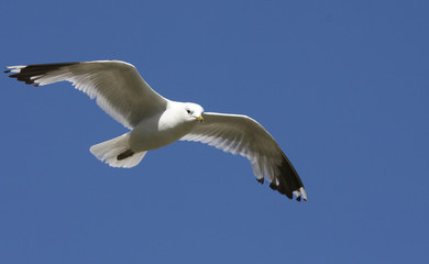 Sea gull in the flight.