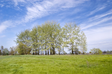 Landscape with silvery poplars.