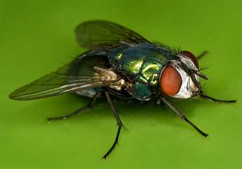 Fliege auf grün