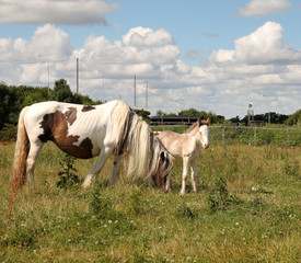 A Foal with its Mother in an english meadow