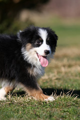 chiots berger australien