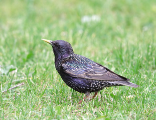 Starling.