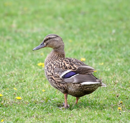 Wild duck