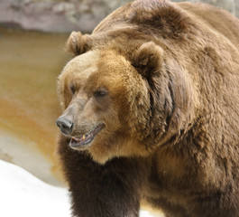 Obraz na płótnie Canvas Great brown bear