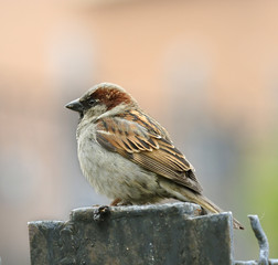 Sparrow.