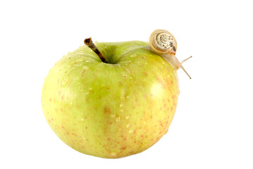 Snail and apple