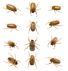 may-bug