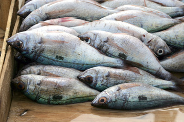 Pesce #6