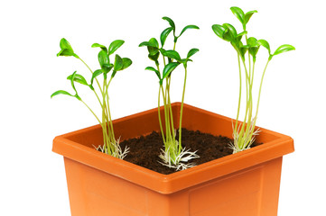 Green saplings growing in the clay pot