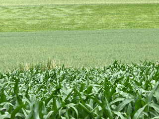 Fototapeta na wymiar Mais und Getreidefelder