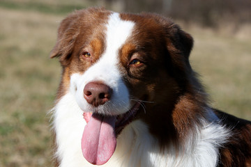 portrait de berger australien