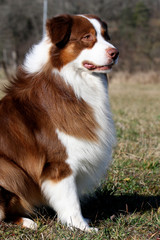 berger australien assis