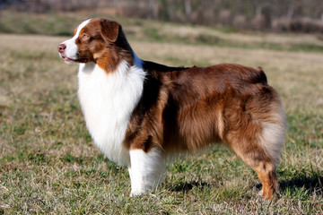 statique de berger australien