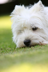 westie de face