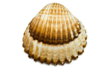seashell