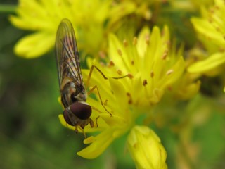 abeille