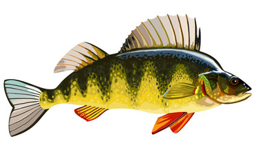 Yellow Perch