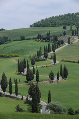 Zypressen Toskana Toscana allee kurven Monticello