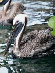 Pelican in the water