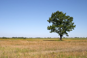 Tree in a field