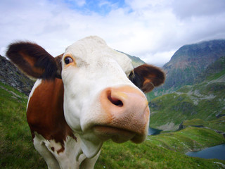 Fototapeta Kuh auf der Alm obraz