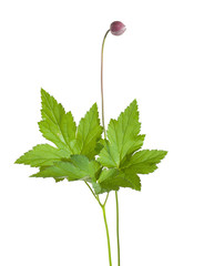 elegant bud of japanese anemone (Anemone japonica), isolated
