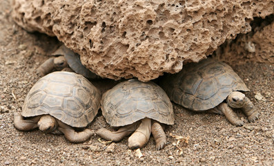Baby Galapagos Tortoises