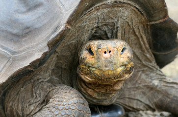 Giant Galapagos Tortoise