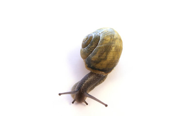 snail