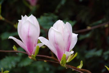 Magnolie - magnolia 11