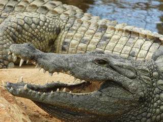 croco 3
