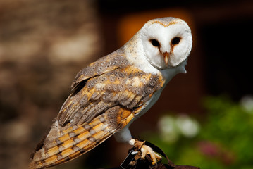 barn owl