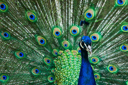 Fototapeta beautiful male indian peacock