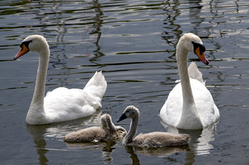 Naklejka premium Schwanenfamilie