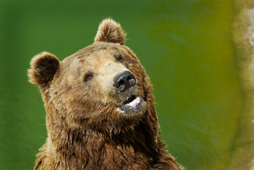 brown bear