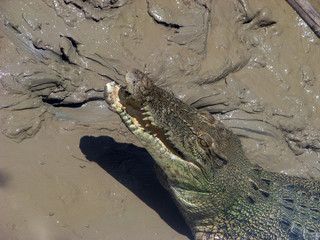 hungry crocodile