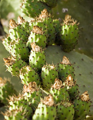 Opuntia Ficus Indica