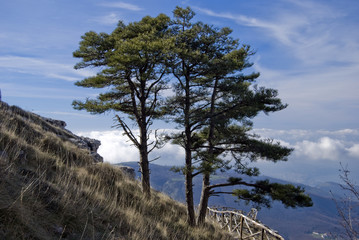 Albero