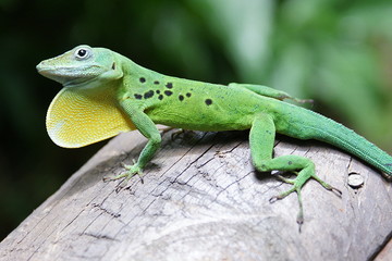 Lézard vert en parade