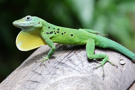 L&eacute;zard vert en parade
