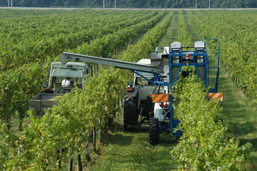 Vendemmia automatizzata - Friuli