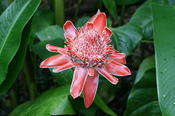 Fleur exotique - Rose de porcelaine