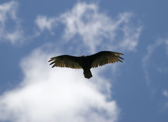 Turkey Vulture Soaring In The Clouds