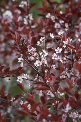 Blossoming lilac tree for background using