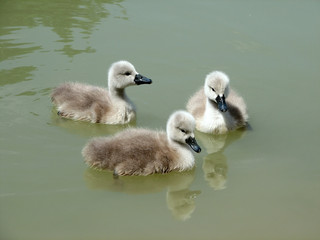 young swans