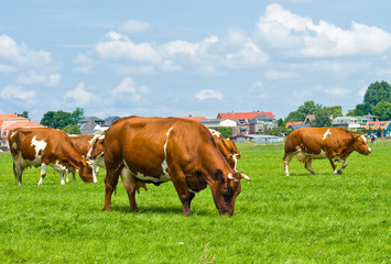 Fototapeta na wymiar Cows on a Field