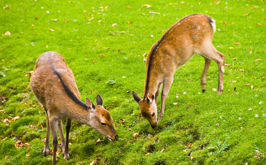 Young Deers Eating