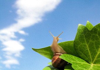 Slowly climing to the top