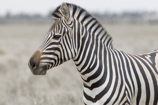 Fototapeta head of the zebra